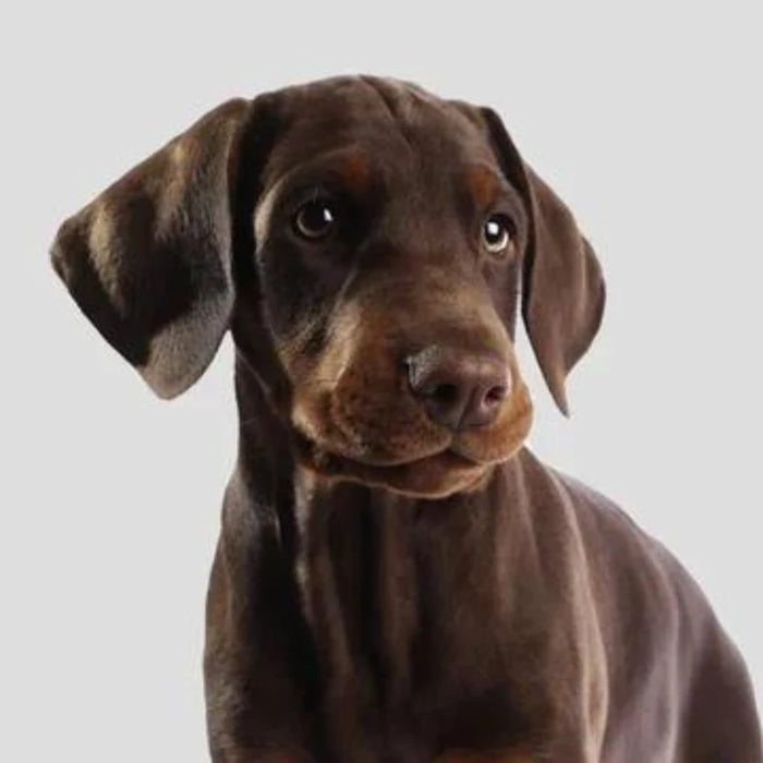 Cucciola