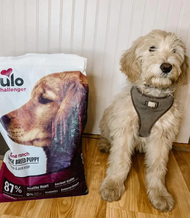Il cucciolo lo adora!
