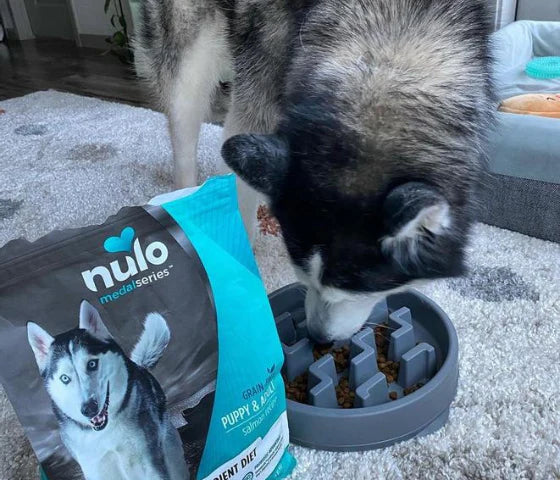 Cibo secco preferito