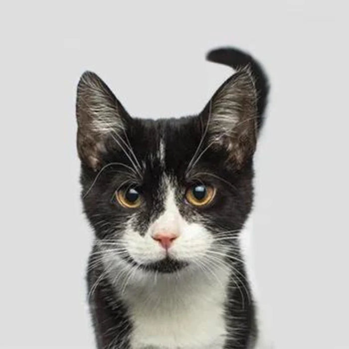 Gattina
