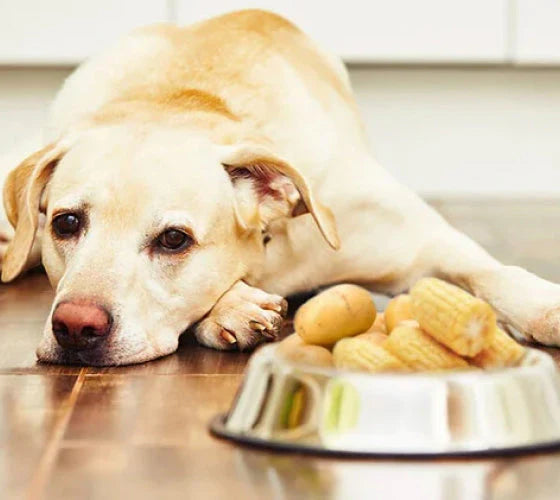 cosa c'è nel cibo?